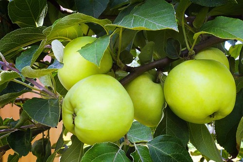 沒(méi)熟的蘋(píng)果能吃嗎 蘋(píng)果汁的功效與作用