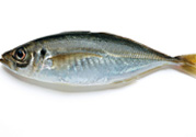 巴浪魚、沙丁魚怎么挑選新鮮的
