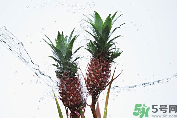 菠蘿和螃蟹能一起吃嗎？菠蘿能與螃蟹同吃嗎？