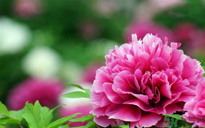 懷孕了能養(yǎng)花嗎？養(yǎng)什么花對胎兒好？