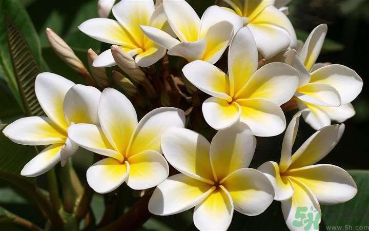 懷孕了能養(yǎng)花嗎？養(yǎng)什么花對胎兒好？