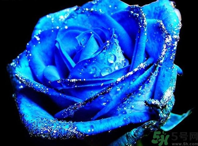 懷孕了能養(yǎng)花嗎？養(yǎng)什么花對胎兒好？