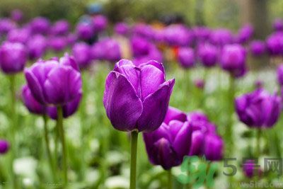 懷孕了能養(yǎng)花嗎？養(yǎng)什么花對胎兒好？