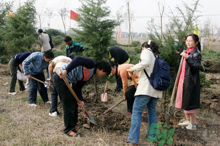 植樹(shù)節(jié)在哪里可以買(mǎi)樹(shù)苗?植樹(shù)節(jié)可以自己種樹(shù)嗎?