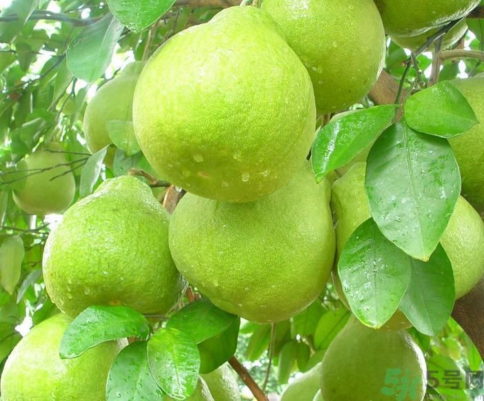 春季吃什么養(yǎng)生？春季怎樣養(yǎng)生？