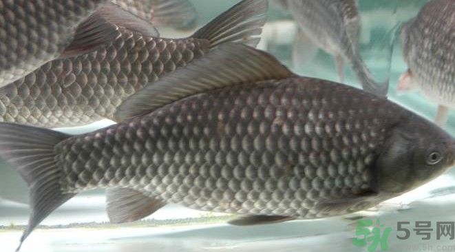 吃魚(yú)真的能變聰明嗎？喝魚(yú)湯有什么好處？