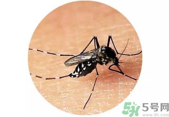 黃熱病是什么？黃熱病是什么癥狀？