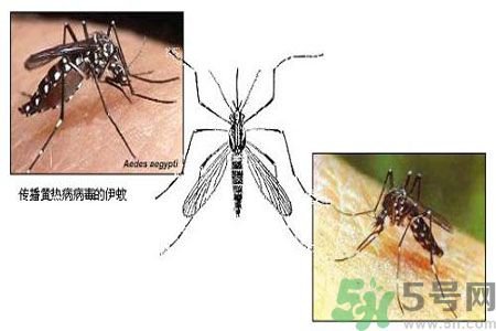 黃熱病可以吃水果嗎？怎么預(yù)防黃熱病癥狀？