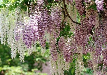 春天吃什么蔬菜好？春天吃蔬菜對(duì)身體有什么好？
