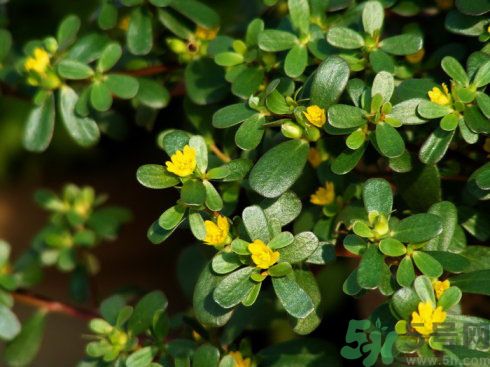 春天吃什么蔬菜好？春天吃蔬菜對(duì)身體有什么好？
