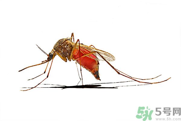 打黃熱病疫苗注意事項(xiàng)？防蚊蟲叮咬的最好方法