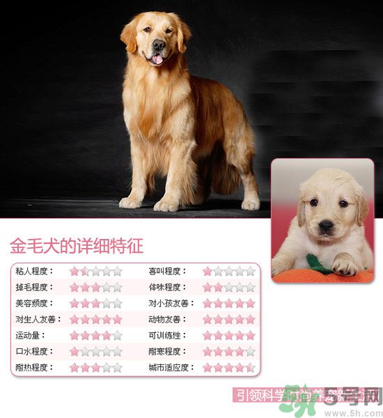 熱門寵物排名你知道嗎？寵物明星有哪些？