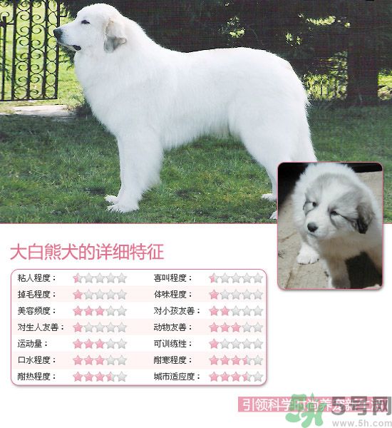 熱門寵物排名你知道嗎？寵物明星有哪些？