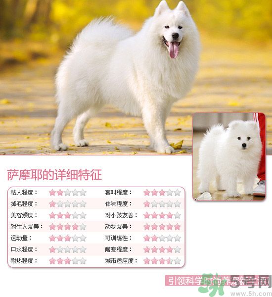 熱門寵物排名你知道嗎？寵物明星有哪些？