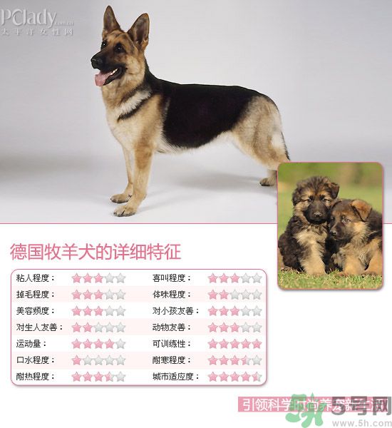 熱門寵物排名你知道嗎？寵物明星有哪些？