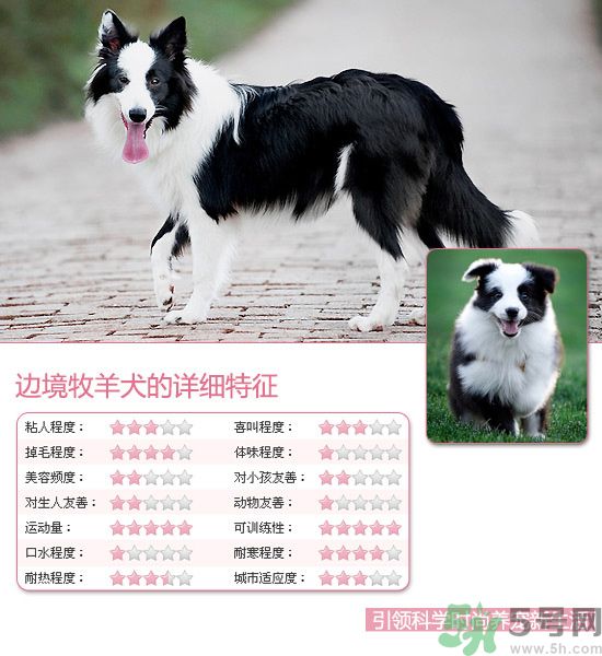 熱門寵物排名你知道嗎？寵物明星有哪些？