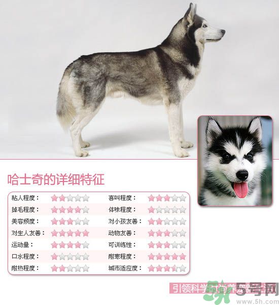 熱門寵物排名你知道嗎？寵物明星有哪些？