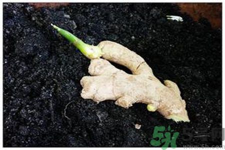 生姜發(fā)芽了能吃嗎？生姜發(fā)綠了能吃嗎？