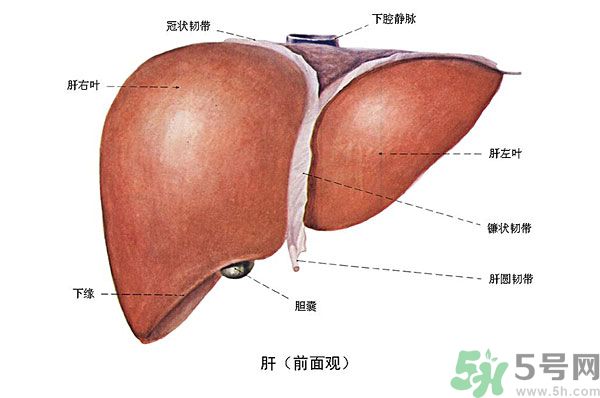 得了脂肪肝該怎么治？脂肪肝對(duì)人體危害有多大？