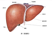 得了脂肪肝該怎么治？脂肪肝對人體危害有多大？