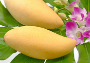 吃芒果嘴唇過(guò)敏怎么辦？為什么吃了芒果后嘴巴癢？
