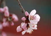 春分時(shí)養(yǎng)生要注意什么？春分要預(yù)防哪些疾病？