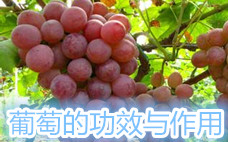 一天吃一斤葡萄會(huì)胖嗎 每天都吃葡萄對(duì)身體好不好