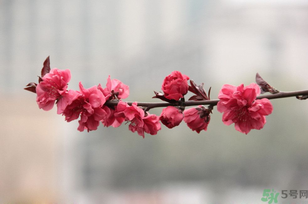 什么花可以凈化空氣？什么花可以減肥？