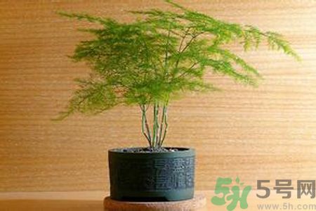 什么花可以凈化空氣？什么花可以減肥？