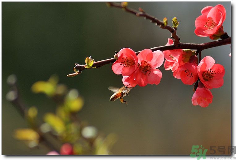 清明節(jié)有哪些習(xí)俗？清明節(jié)習(xí)俗的來源？