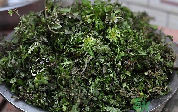 薺菜為什么是苦的？薺菜味道苦嗎？