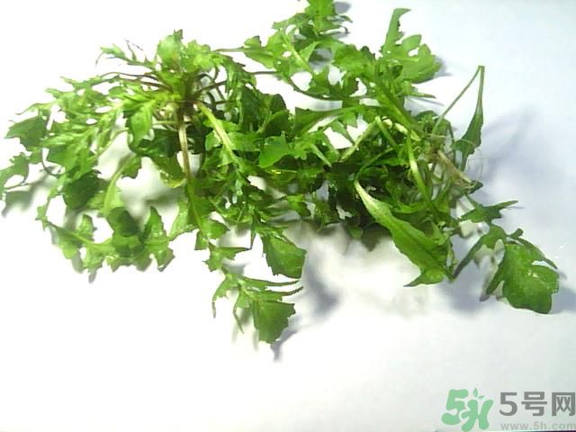 薺菜可以泡水喝嗎？薺菜泡水喝有什么好處？