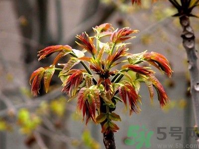 香椿好吃嗎？香椿可以做菜嗎？
