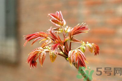 香椿好吃嗎？香椿可以做菜嗎？