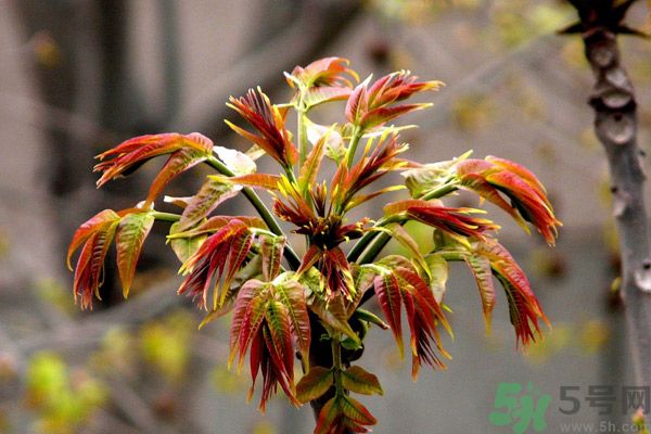 香椿好吃嗎？香椿可以做菜嗎？