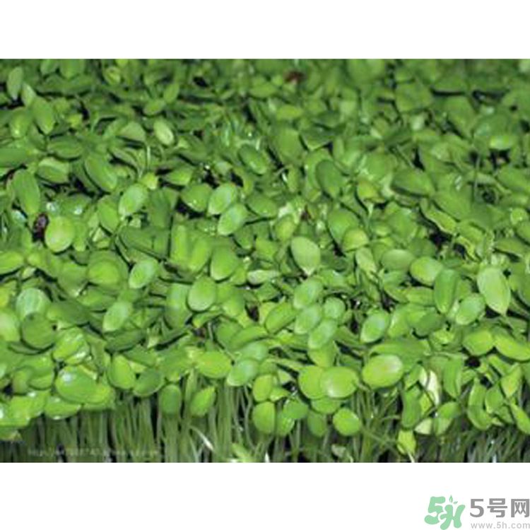 吃香椿要焯水嗎？吃香椿焯水還有營養(yǎng)價值嗎？