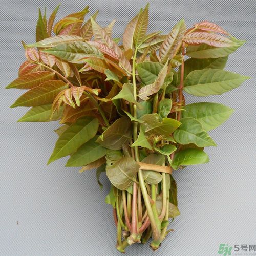 吃香椿要焯水嗎？吃香椿焯水還有營養(yǎng)價值嗎？