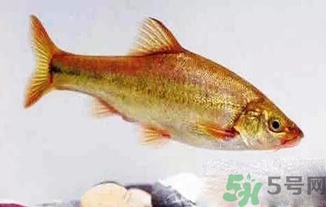 怎么挑選魚？挑魚的技巧有哪些？