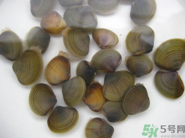 河蚌要怎么清洗才干凈？河蚌的清洗方法？