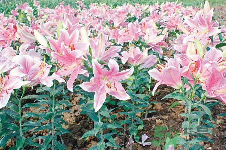 百合花可以吃嗎？百合花吃哪種？