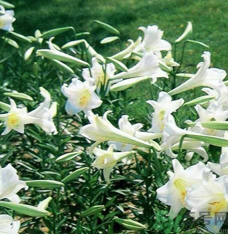 百合花可以吃嗎？百合花吃哪種？