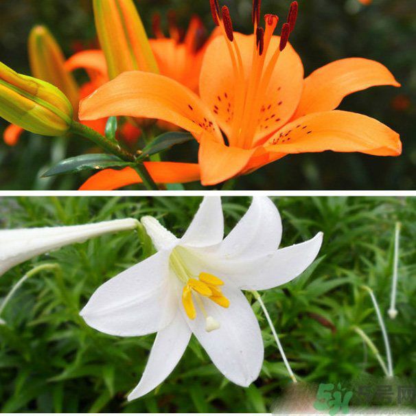 百合花可以吃嗎？百合花吃哪種？