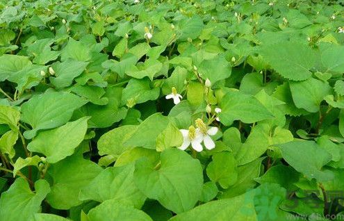 魚(yú)腥草孕婦可以吃嗎？魚(yú)腥草懷孕的人能吃嗎？