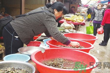 怎么挑選螺螄？螺螄怎么清洗？