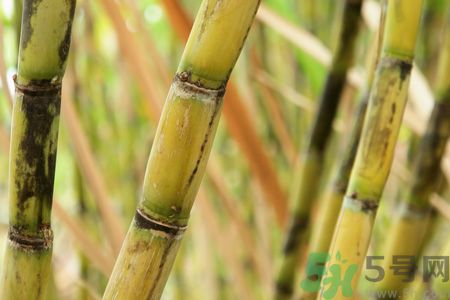 清明節(jié)可以吃甘蔗嗎？清明節(jié)不能吃哪些食物？
