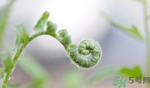 清明節(jié)可以吃甘蔗嗎？清明節(jié)不能吃哪些食物？