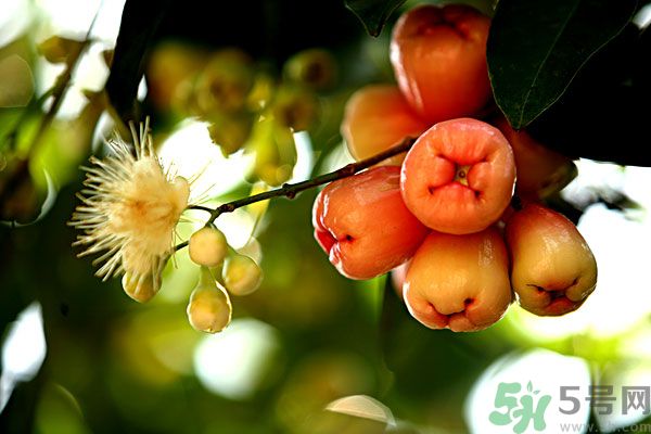 蓮霧月經(jīng)期間能吃嗎？來月經(jīng)能不能吃蓮霧？