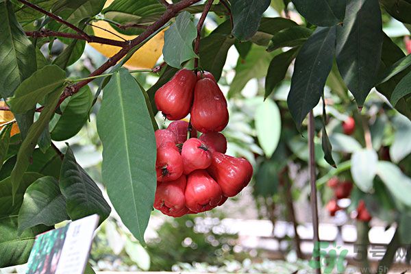 蓮霧月經(jīng)期間能吃嗎？來月經(jīng)能不能吃蓮霧？