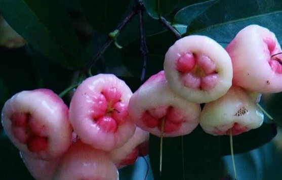 蓮霧皮能吃嗎？蓮霧要不要削皮？