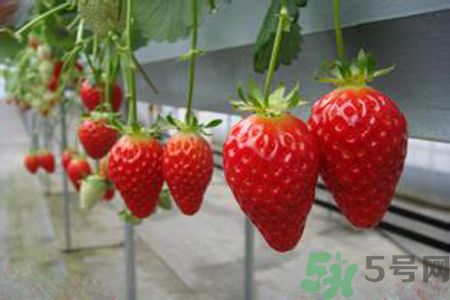 糖尿病可以吃草莓嗎？糖尿病吃草莓好嗎？
